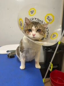 brown and white cat with a cone