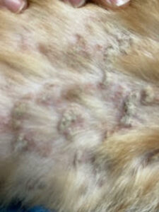 pet skin condition