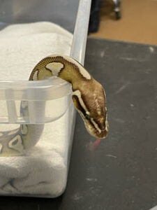 snake in a clear bin