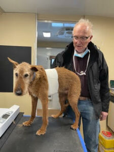 Dr. Frank and a bandaged dog