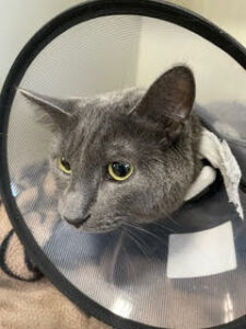 grey cat with a cone